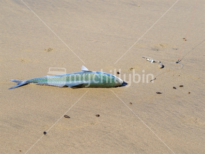 Kahawai caught surfcasting on a sandy beach 