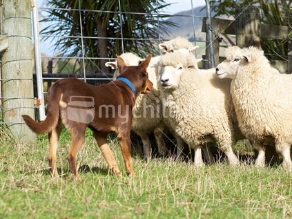 Kelpie dog controlling sheep with eye contact: focus on sheep