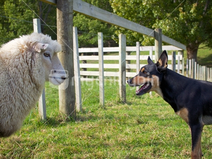 Kelpie dog controlling sheep with eye contact
