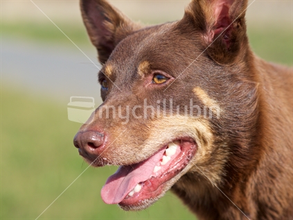 Kelpie dog portrait