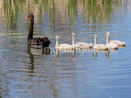 Black swan mother with five cygnets