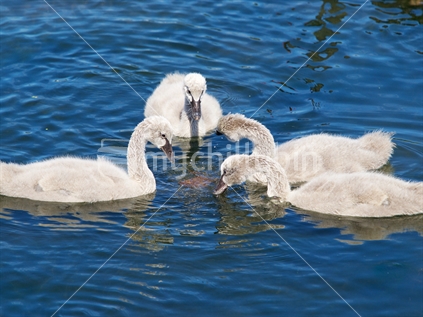 Male and female black swans with five cygnets