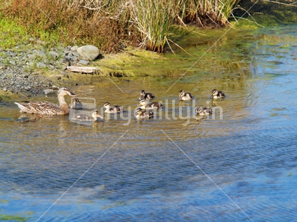 Mother duck with nine ducklings