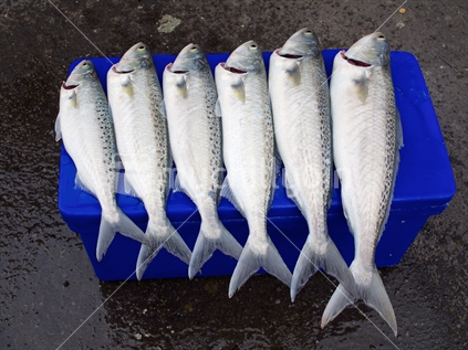 Six freshly caught kahawai