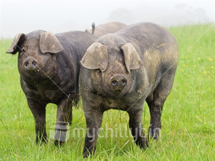 Pigs on free-range pasture in misty weather