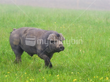 Pig on free-range pasture