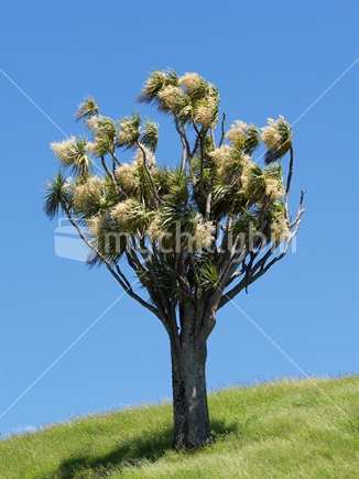 Cabbage tree in windy conditions