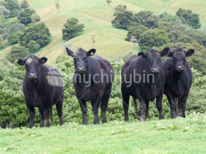 Four angus steers on a ridge in Hawke's Bay