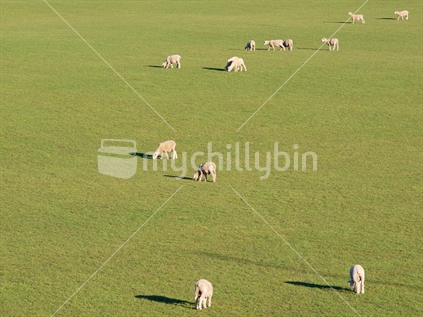 Sheep grazing in Hawke's Bay, with Shadows