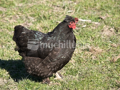 A black hen ranging free on grass.