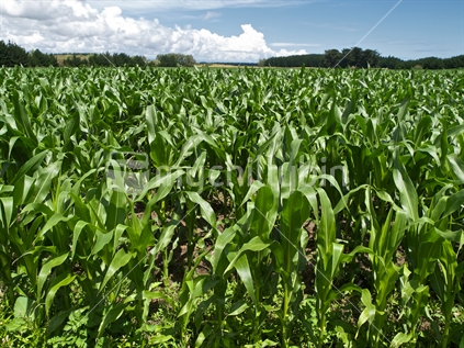 A crop of corn in summer, Manawatu, New Zealand