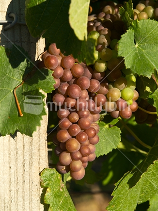 Pinot noir wine grapes in a Marlborough vineyard, New Zeland