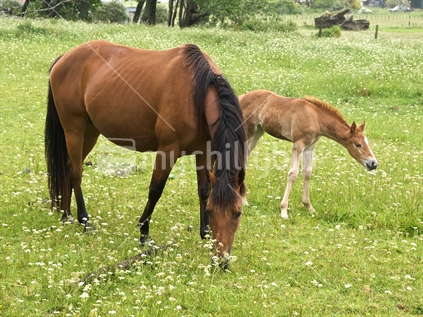 A mare with a young foal at East Cape, New Zealand.