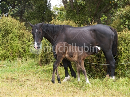 A tethered mare with foal at Ruakokore, Bay of Plenty, New Zealand.