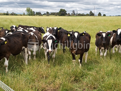 Young steers on lush grass near Halcombe, New Zealand.