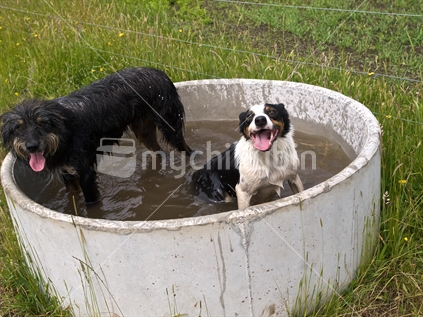 A bearded collie and a New Zealand eye dog cooling off in a farm water trough.