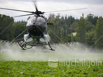 A helicopter spraying a crop of squash.