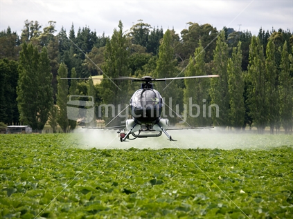 A helicopter spraying a squash crop.