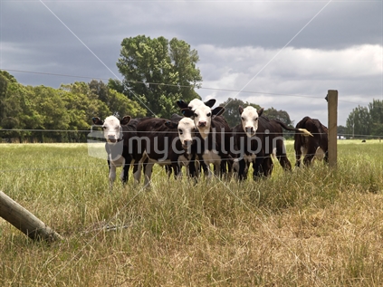 A group of calves curious about a camera pointed their way. 