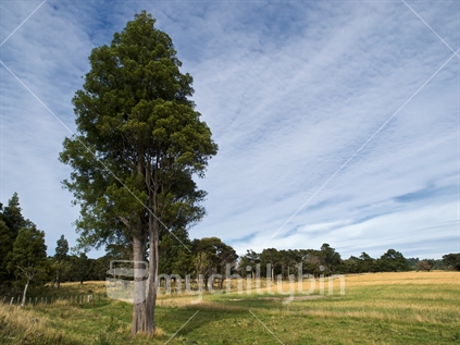 A kahikatea tree (Dacrycarpus dacryioides) near a field of malting barley in the Manawatu.