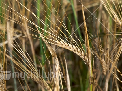 A closeup of malting barley growing in a wet summer in Manawatu