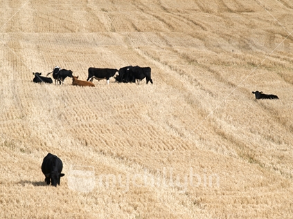 Beef cattle grazing on barley stubble in the Manawatu.