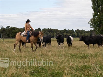 Woman mustering cattle on a quarter horse. 