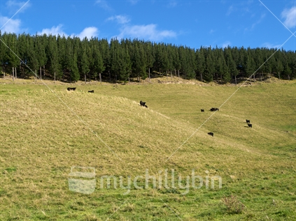 Black cattle grazing hill country, and commercial pruned pine plantation forest in background.