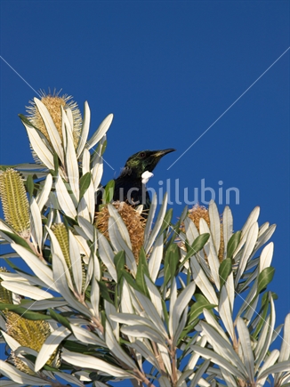 A tui swinging in the breeze atop a banksia tree against a blue sky.