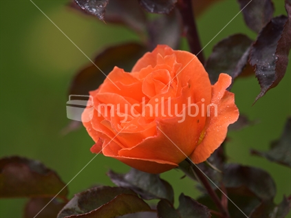 An orange rose at Frimley Park, Hastings, New Zealand. (with aphids)