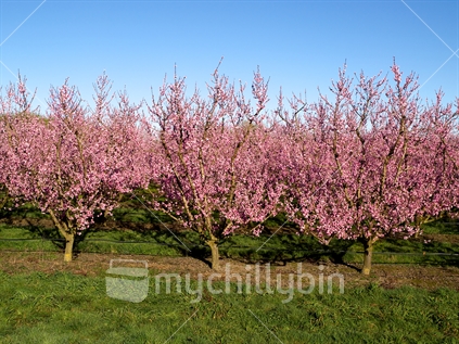 Peach trees in blossom in Hawke's Bay