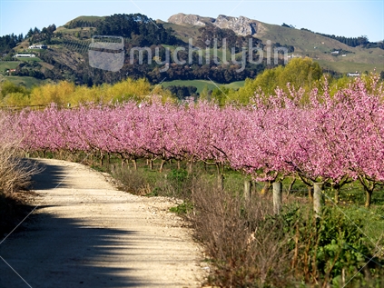 Blossoming peach trees alongside a lime sand track in Hawke's Bay, with Te Mata Peak in the distance.