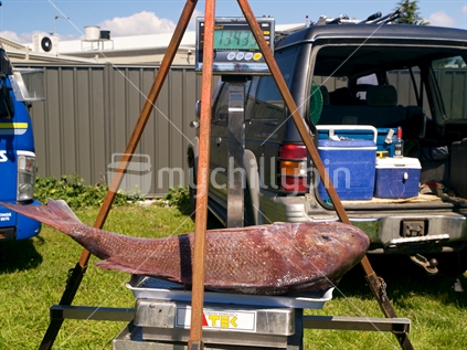 A 13.4 kilogram snapper (Pagrus auratus) at a surfcasting club weigh-in. 