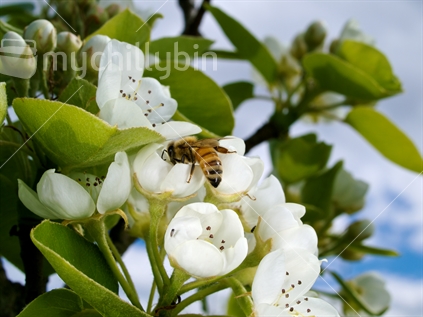 Bee foraging on apple blossom