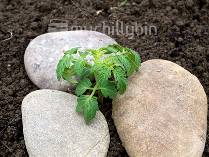 A seedling tomato plant in a home backyard garden, protected from scratching cats by river stones.