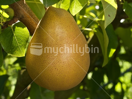 A pear on a tree in a Hawke's Bay orchard.