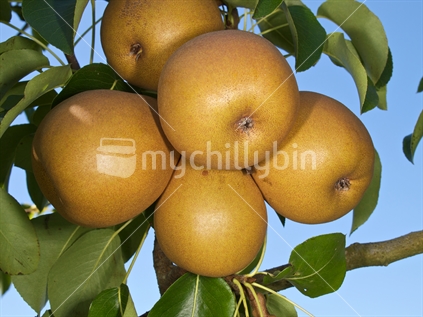 5 pears on a tree in a Hawke's Bay orchard.
