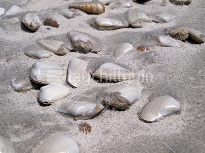 Live tuatua in white silica sand at Great Exhibition Bay, Northland, New Zealand.