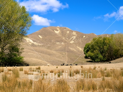 Cattle and sheep grazing drought affected hill country in Hawke's Bay; water tanks on skyline. 