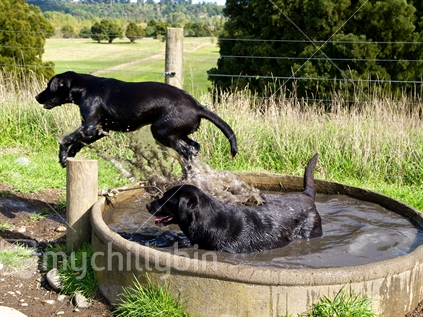 Two labrador dogs cooling off in a water trough for livestock.