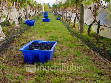 Harvest of hand-picked tanat grapes in Hawke's Bay