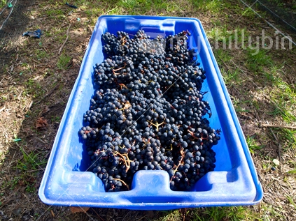 Bin of hand-picked tanat grapes in Hawke's Bay