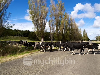 Moving friesian bulls along a rural road