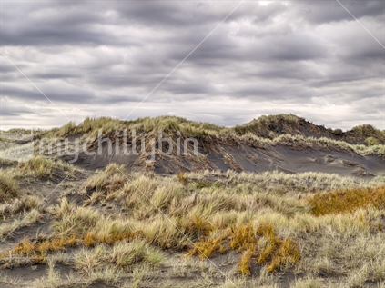Iron sand dunes covered with marram grass (Ammophila arenaria) and some native Golden Sand Sedge (pingao or pikao) (Desmoschoenus spiralis) at Waverley	