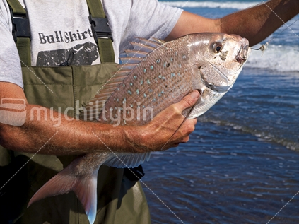 Man with a snapper caught while surfcasting