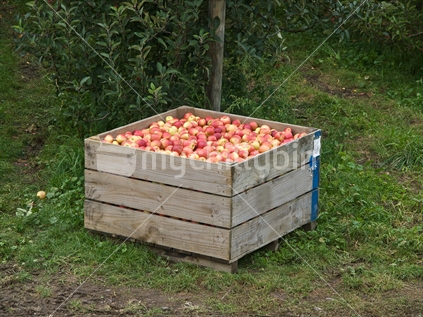 Apples freshly harvested from a commercial orchard in Hawke's Bay.