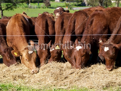 Young steers eating hay by an electric fence