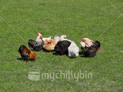 Free-range poultry in a paddock