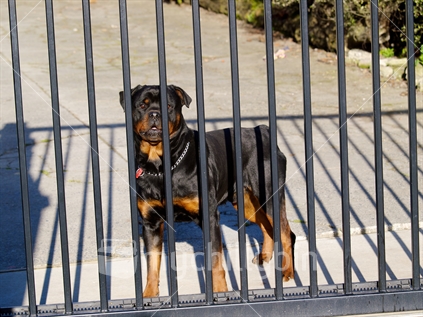 A rottweiler, well secured behind a gate.