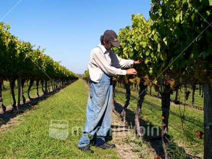 Vineyard manager inspecting 2013 chardonnay grapes close to harvest 